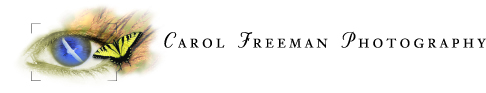 Carol Freeman Photography